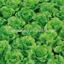 LT07 Duoke high yield green lettuce seeds, quality leaf vegetable seeds